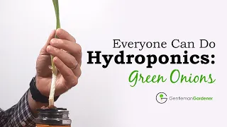 Anyone Can Do Hydroponics: Green Onions
