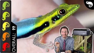 Neon Day Gecko, The Best Pet Lizard?