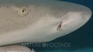 Lemon shark (Negaprion brevirostris) resting on sandy bottom close-up of face showing eye, nares,...
