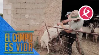 Caos en el corral de las cabras de Chabeli | El campo es vida