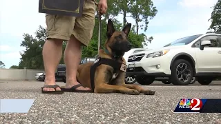 Disabled veterans claim they were kicked out of Port Orange bar because of service dogs