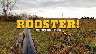 Where Do ROOSTERS Go to ESCAPE Pressure? Late Season Pheasant Hunt!