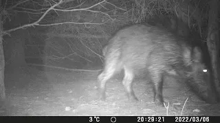 Volpe e cinghiale nel Parco del Conero