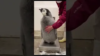 #penguin Weighing baby penguin 🐧🥰