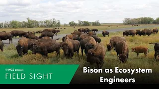Bison as Ecosystem Engineers
