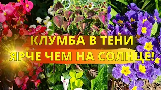 Клумба В ТЕНИ? Просто ПОСАДИТЕ ЭТИ ЦВЕТЫ и она СТАНЕТ ЯРЧЕ, чем на солнце