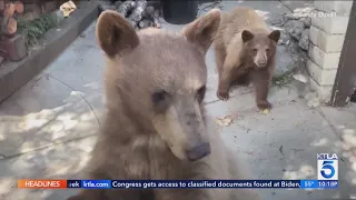 Sierra Madre residents on edge over growing number of bear encounters