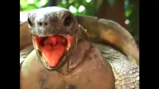 Turtles Mating   Really strange Noises Oo