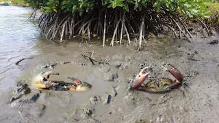 Many Huge Mud Crabs Catching In Muddy at Mangrove Areas after Water Low Tide