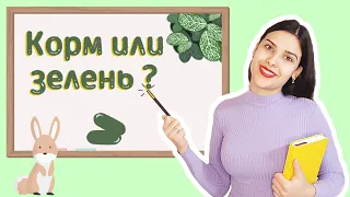 Чем лучше кормить декоративного кролика - кормом или зеленью?