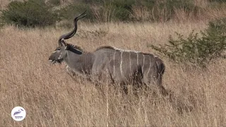 Encounter with a Majestic Kudu Bull