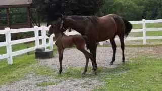 Mare steals Foal