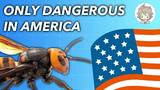 Why Murder Hornets Are Only Dangerous to Americans