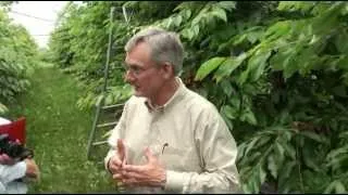 Technical discussion with Dr Greg Lang on cherry development and pruning techniques under covers