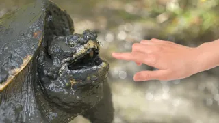 Can a Snapping Turtle Bite Your Hand Off? The Ultimate Bite Test