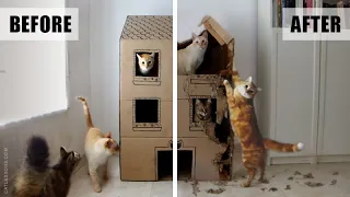 A Year in the Life of a Cardboard Cat House