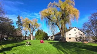 Cherry Blossoms at Edwards Gardens & Japanese Canadian Cultural Centre - 4K HDR Walking Tour!