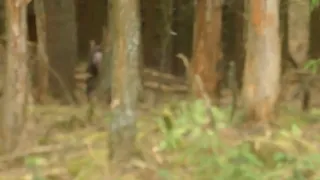 Bigfoot Australian Yowie picks up a huge log with ease
