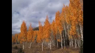 "В этой роще берёзовой", "Облака"