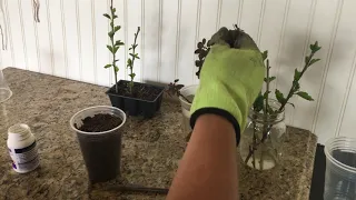 Hardy hibiscus and royal purple smoke bush propagation