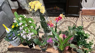 Покупка новых орхидей . Неофинетия, фаленопсис, камбрия, онцидиум и новые хойи!😁❤️