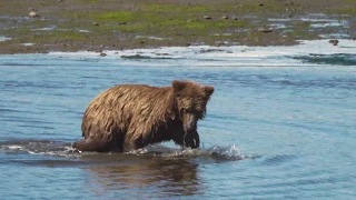 Brown Bear Fishing for Star Flounder - Kamishak, Alaska - June 17, 2019