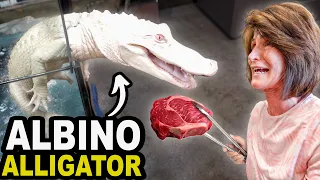 Her First Time Feeding an Albino Alligator!