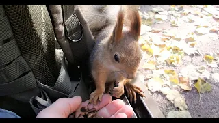 Белка неспеша ест орешки