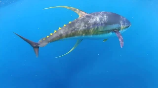 Crazy underwater tuna Action