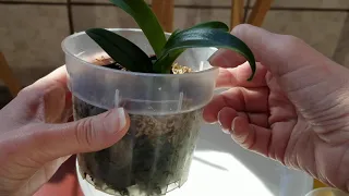 Watch Me Water an Orchid in Moss.  How to Water, Fertilize & Maintain Moss.