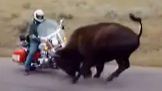 😱 Biker Stands Ground And Bison Nearly Destroys Harley