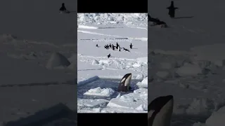 🐧Crazy Penguin Escape from Orca‼️🐳  #orca #escape
