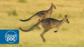 Tasmania Island | Terra Australis Incognita