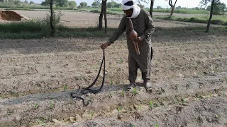 Jogi catches three dangerous poisonous snakes from the corn field،Naag Jogi Naagin new video amazing