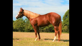 Hip 190 Magnum Belle - 2021 NRHA Futurity Sale