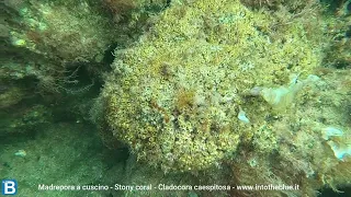 Stony coral - Madrepora a cuscino - Cladocora caespitosa