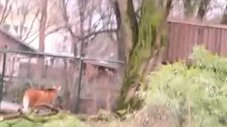 ZooTV Gallopierender Mähnenwolf
