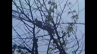 ЖЕСТЬ БЕЛКА ЗАВИСЛА  / squirrel on a tree