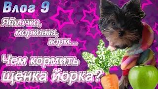 Чем кормить щенка йорка?