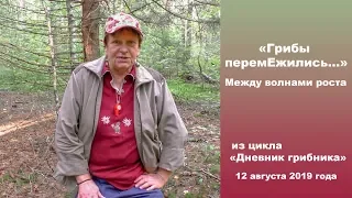 Грибы перемЕжились. Между волнами роста. Дневник грибника 12 августа 2019 года.