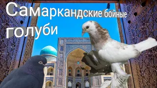 самаркандские Игровые бойные Голуби, От Талата, Республика Узбекистан город Самарканд,Tauben Pigeons