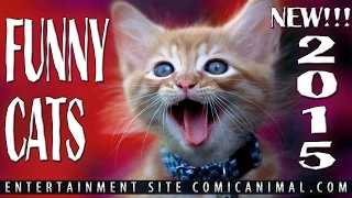 funny cats 2015 NEW!!!