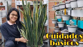 SANSEVIERIA - LENGUA DE SUEGRA - ESPADA DE JOSÉ: todo lo que debes saber 🌱 | Jardines by Angie