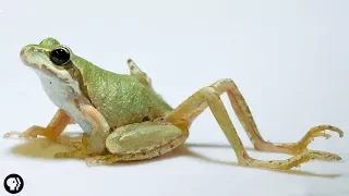 Why Does This Frog Have So Many Legs?!