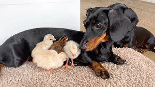 Dachshunds together with baby Guinea Fowl.