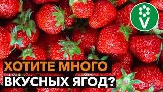 СЕКРЕТ БОЛЬШОГО УРОЖАЯ КЛУБНИКИ в правильной подкормке!