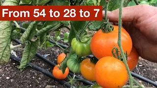 From 54 to 28 to 7 Tomato Varieties