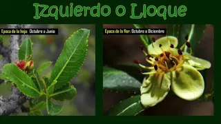 17 plantas en peligro de extinción.