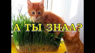 Какие ЗЛАКИ ЛУЧШЕ прорастить для кошки?🙀😺🙀