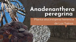 ANADENANTHERA PEREGRINA 🍃 planta alucinógena heredada de los aborígenes